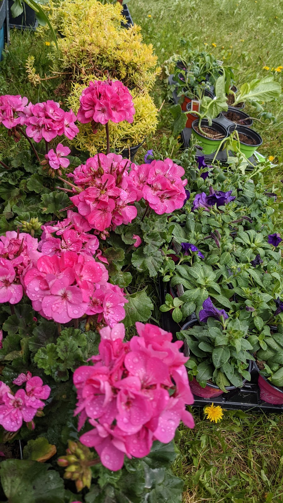 Aris Landscape Design | 281130 Township Rd 230, Rocky View, AB T1X 0H9, Canada | Phone: (403) 816-9651