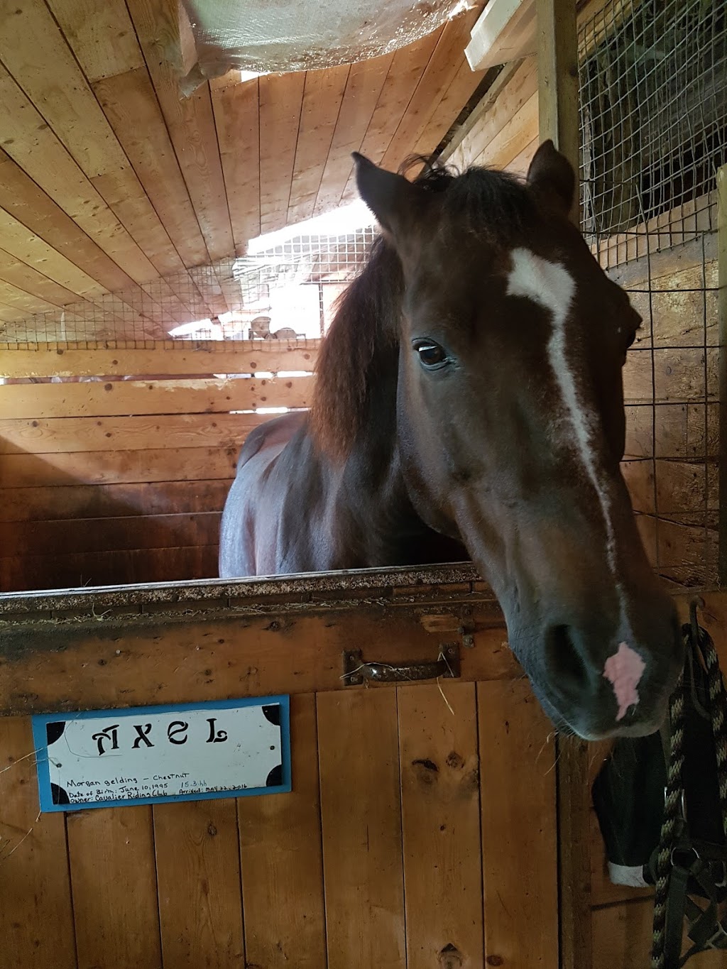 Double Diamond Stable | 253 Scotch Settlement Rd, Irishtown, NB E1H 1R2, Canada | Phone: (506) 384-8922