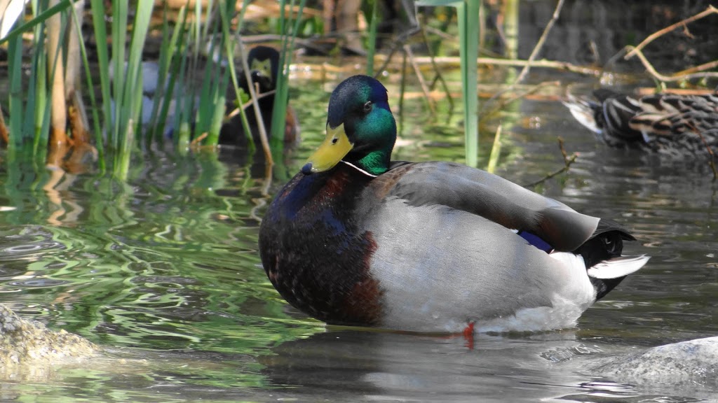 Duck lake | 5257 197 St, Langley City, BC V3A 7X8, Canada