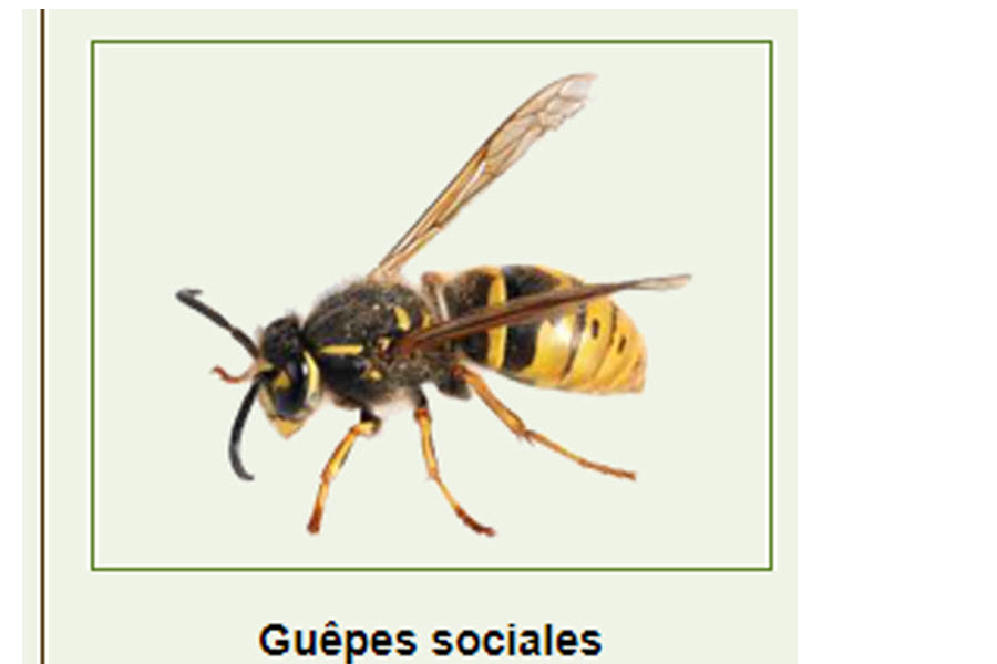 Monsieur Bibitte Extermination | 125 Rue des Durbecs, Drummondville, QC J2A 2C3, Canada | Phone: (819) 469-1542