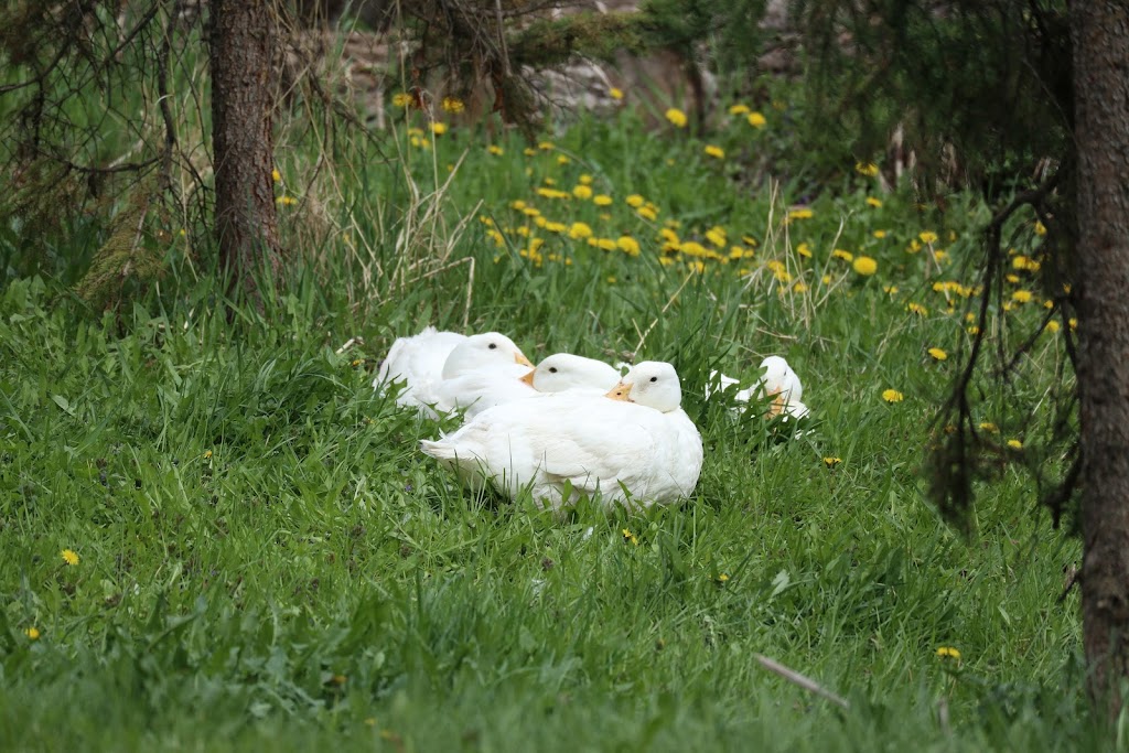 Gypsy Creek Farm | 109-52356, Range Rd 221, Sherwood Park, AB T8E 1E2, Canada | Phone: (780) 266-6365