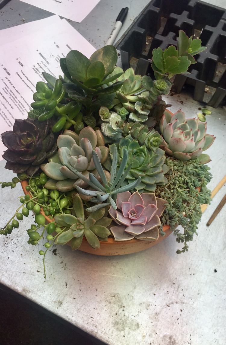Solar Gardens & The Firestick Cafe | SK-60, Vanscoy No. 345, SK S0K 1V0, Canada | Phone: (306) 280-2761