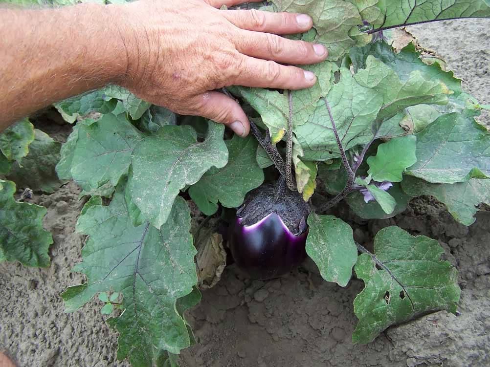 Mark Wales Farm Fresh Produce | 5484 Imperial Rd, Aylmer, ON N5H 2R2, Canada | Phone: (519) 773-7352