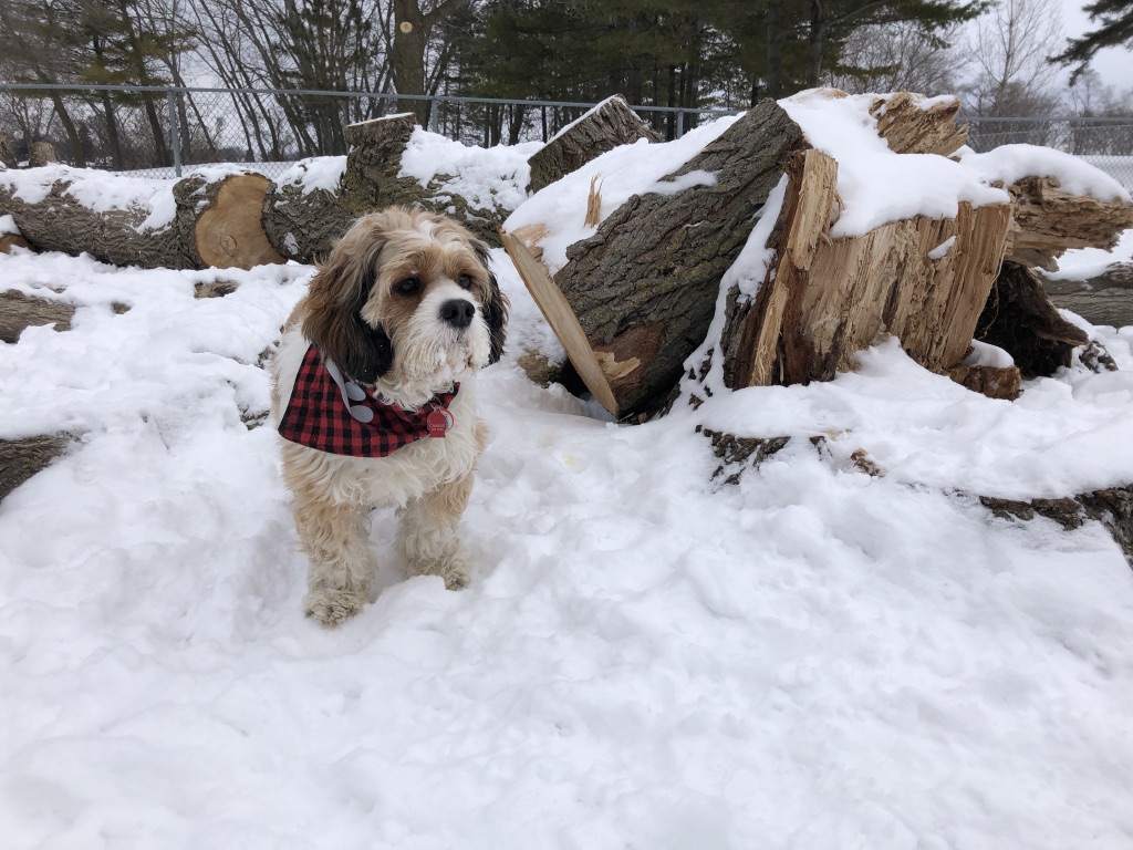 Quinte Dog Park | Mary St, Belleville, ON K8P 3P6, Canada | Phone: (613) 967-3275