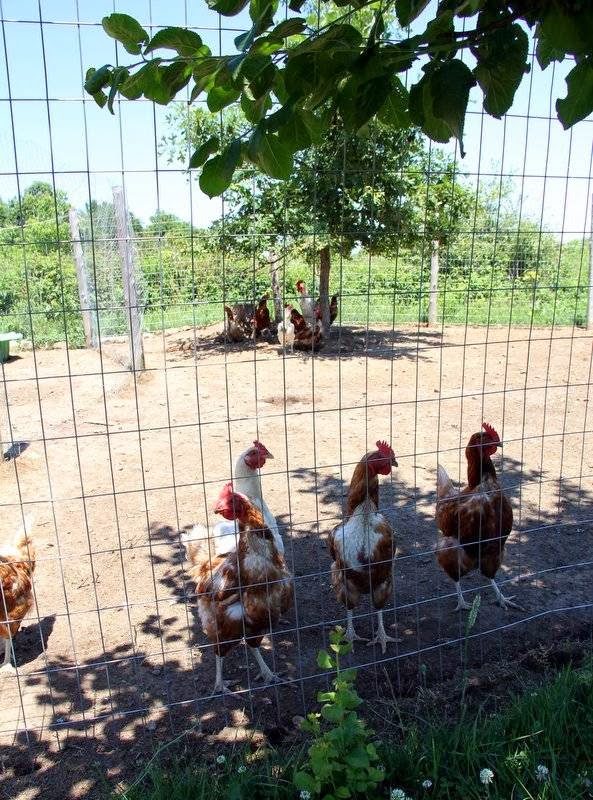 Le Domaine Saint-Alexandre | 924 Rang 3, Hemmingford, QC J0L 1H0, Canada | Phone: (450) 247-3687