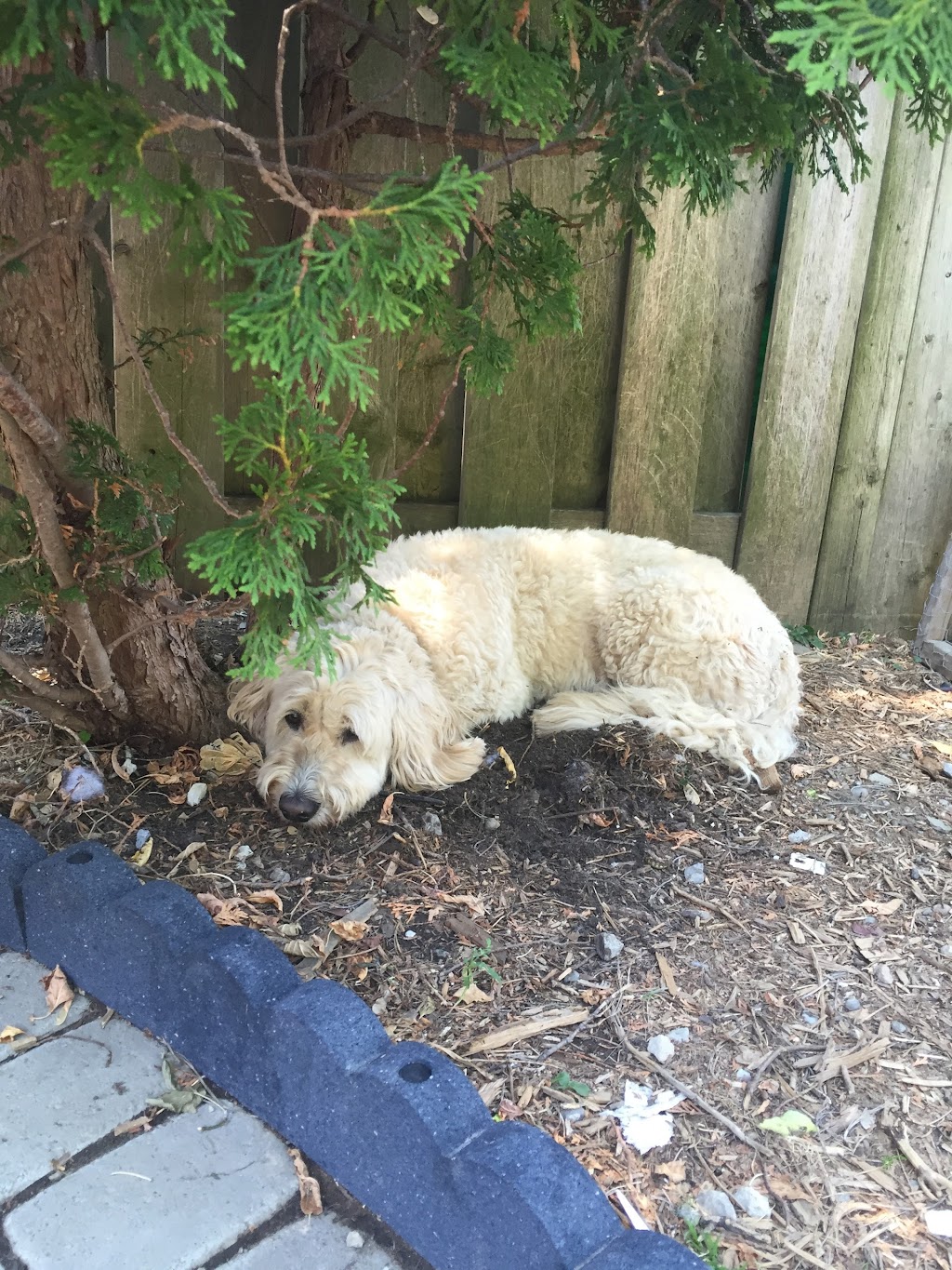 Healthy Houndz Dog Services | 258 Haddington Ave, North York, ON M5M 2P9, Canada | Phone: (416) 450-4235