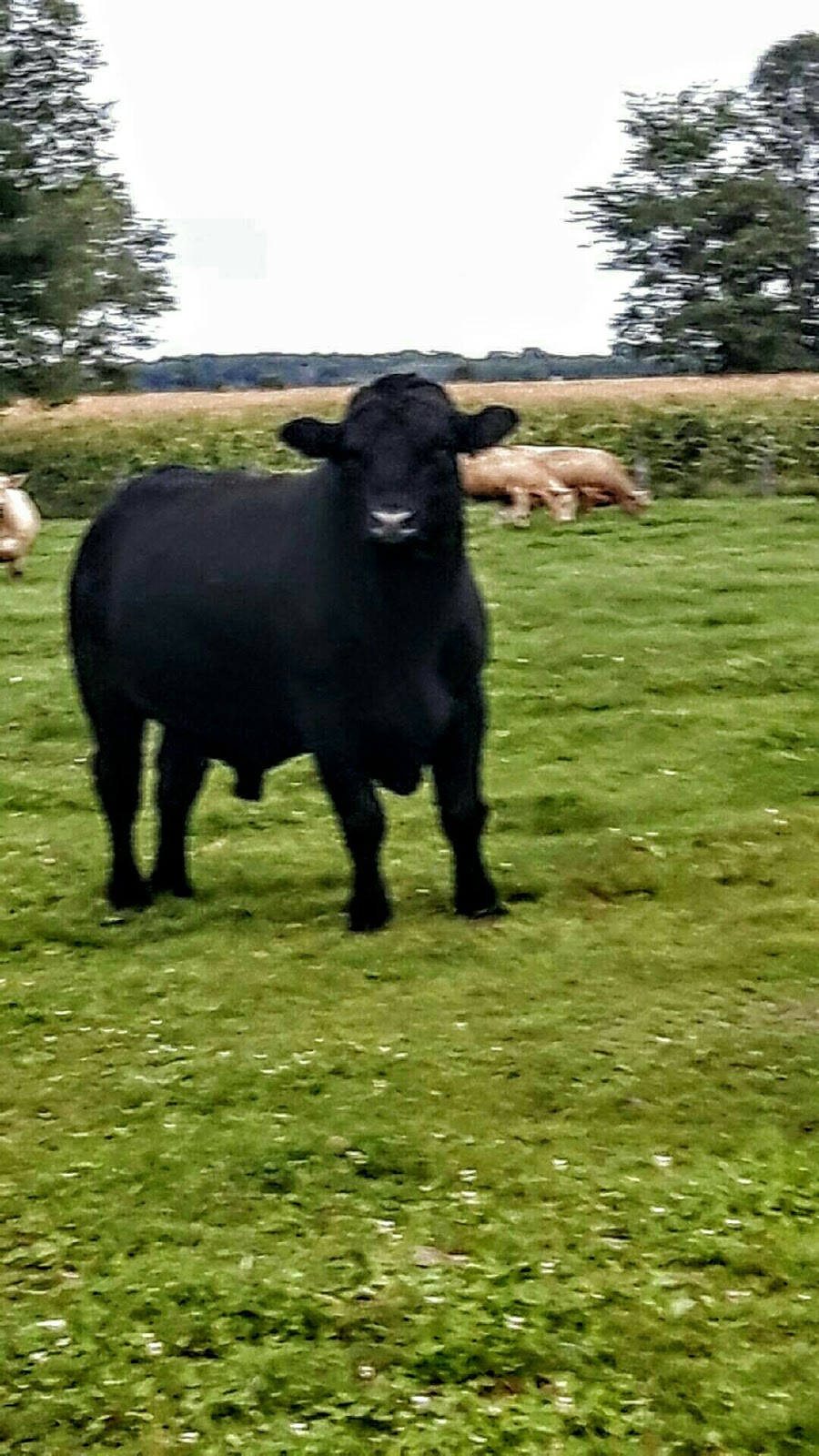 Ferme Gilnor Angus | 397 Rang du Bas de lAssomption S, LAssomption, QC J5W 1Z8, Canada | Phone: (450) 589-5066