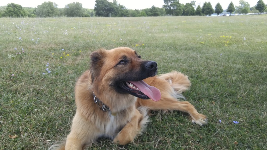 Kingston dog park | Unnamed Rd, Kingston, ON K0H 1Y0, Canada