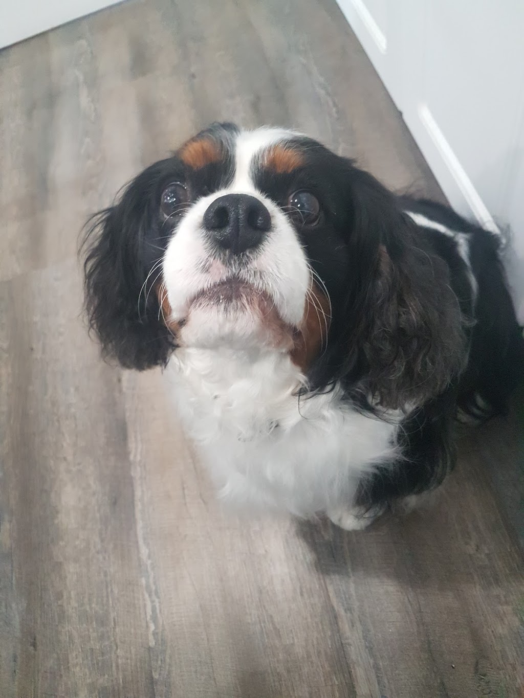 The Rural Pet sPAW | 400 W Front St. Bldg #10, Stirling, ON K0K 3E0, Canada | Phone: (343) 261-4388