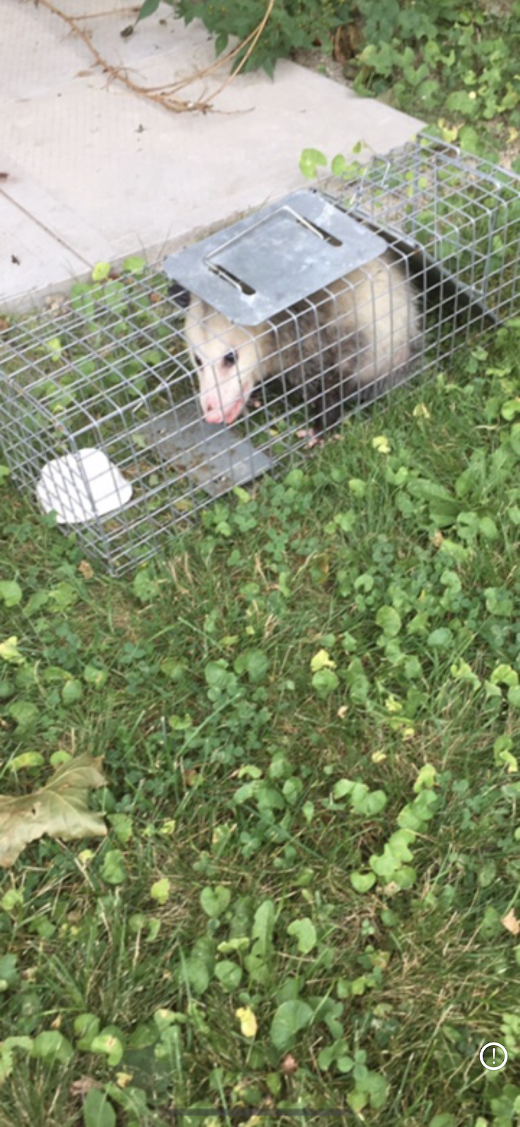 Speedy Pest Control | 1606 Otterby Rd, Mississauga, ON L4X 1W7, Canada | Phone: (647) 965-2048