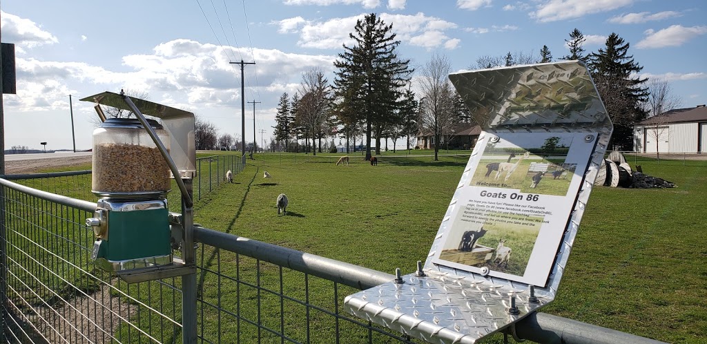Goats on 86 | 5428 Perth County Line 86, Listowel, ON N4W 3G8, Canada