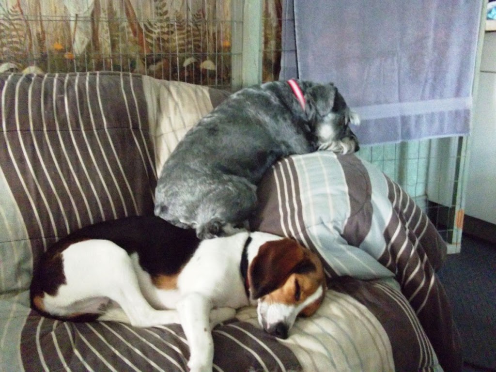 Waggs n Whiskers (Daycare-Kennel Free Boarding & Off-Leash Dog  | 11661 ON-7, Carleton Place, ON K7C 0C5, Canada | Phone: (613) 253-6369