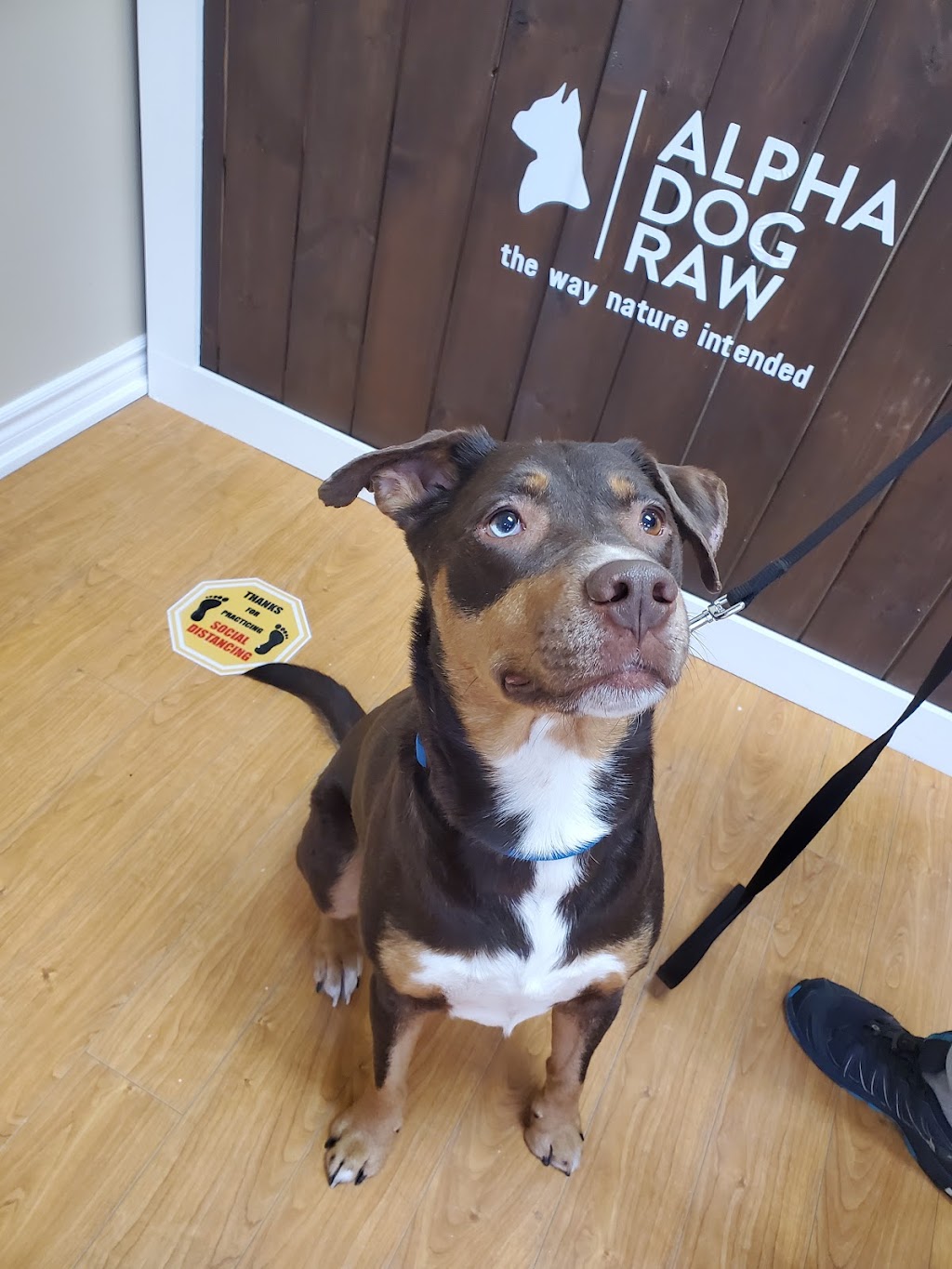 Alpha Dog Raw - Newmarket/Aurora | 16610 Bayview Ave Unit #5, Newmarket, ON L3X 2H9, Canada | Phone: (289) 383-1934