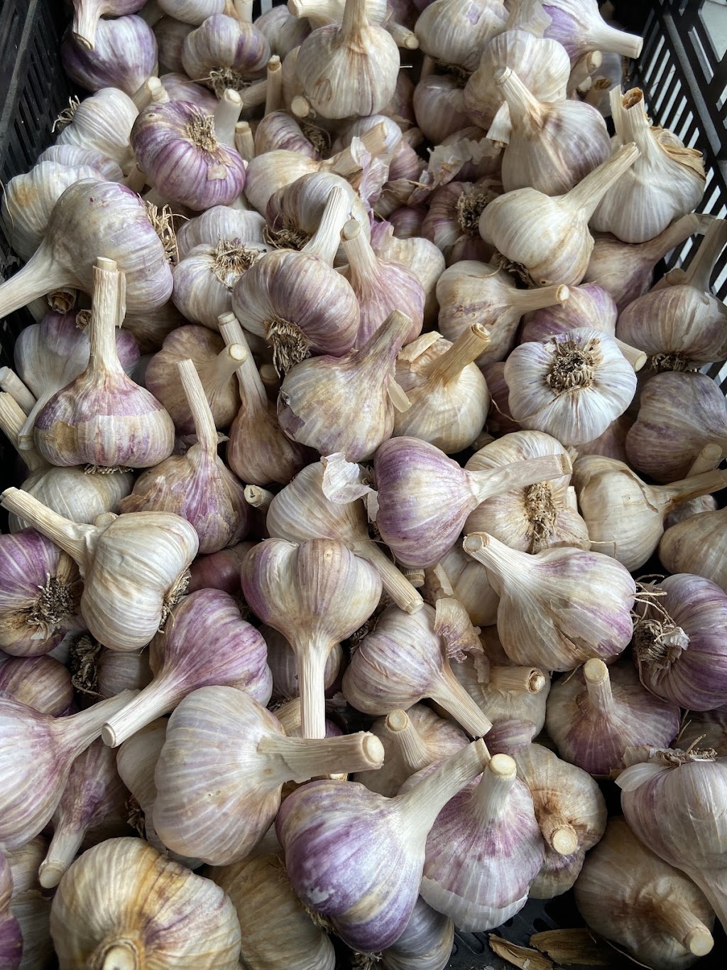 Mangat farms garlic and U-pick blueberries | 17327 32 Ave, Surrey, BC V3S 0L5, Canada | Phone: (778) 240-5044