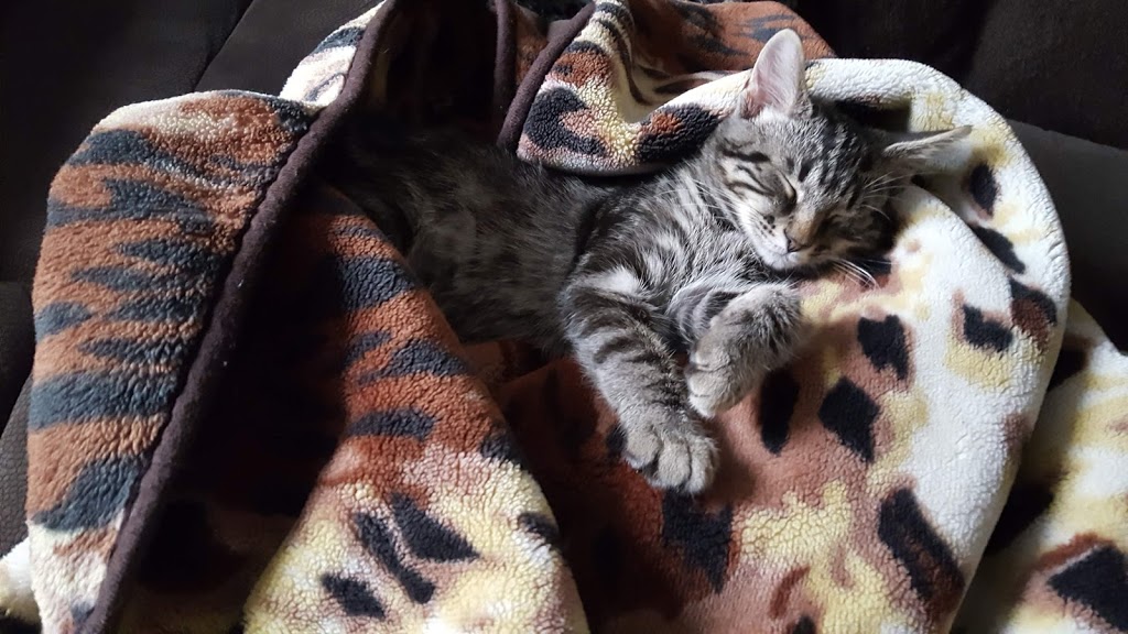 Hamilton Burlington SPCA | 245 Dartnall Rd, Hamilton, ON L8W 3V9, Canada | Phone: (905) 574-7722