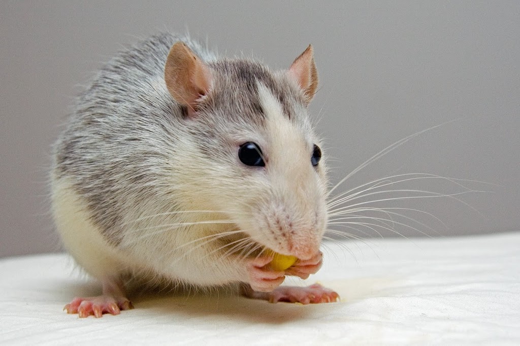 Contact Pest Control | 1955 Victoria Park Ave #10, Scarborough, ON M1R 0C9, Canada | Phone: (647) 709-4856