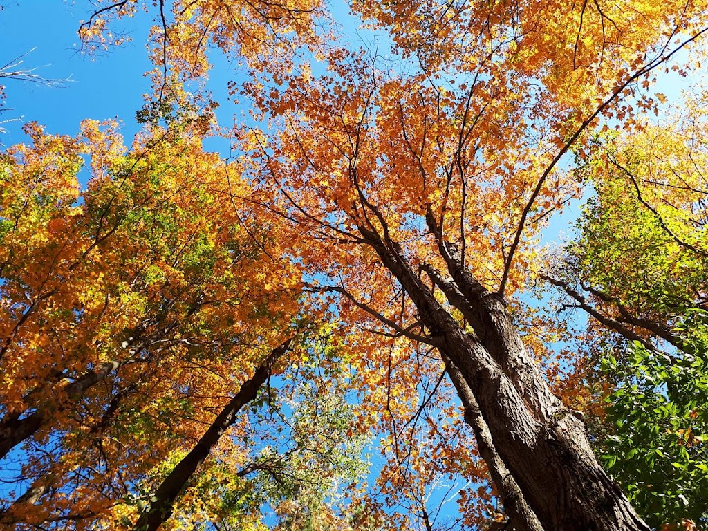Natures Hideaway Massage Therapy | 261383, Concession Rd 18, Hanover, ON N4N 3B8, Canada | Phone: (519) 506-1439
