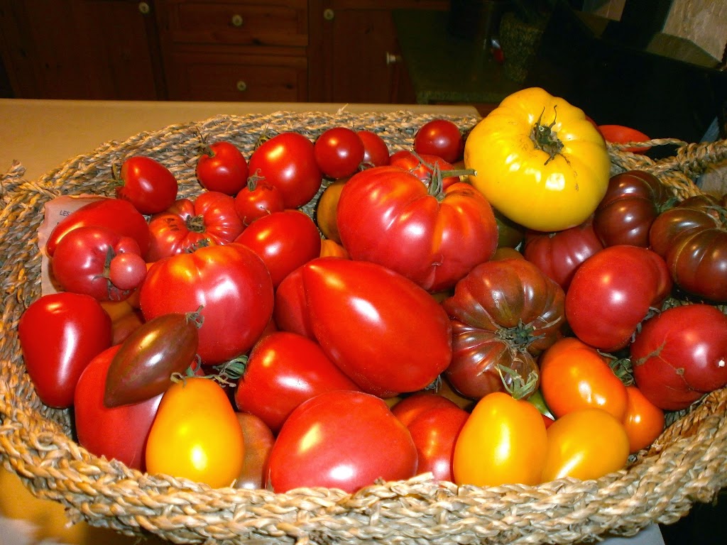 Pépinière Jean Gagné | 19 Rue Langlois, Saint-Lambert-de-Lauzon, QC G0S 2W0, Canada | Phone: (418) 889-9161