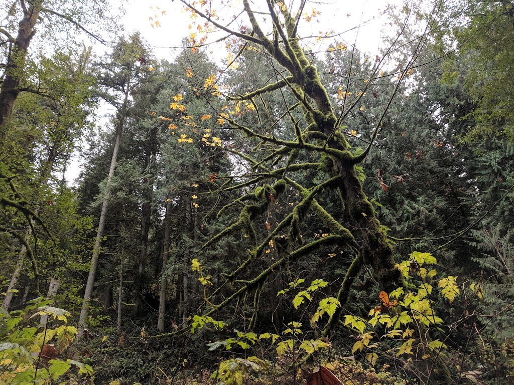Arroyo Park | 1700 Old Samish Rd, Bellingham, WA 98229, USA | Phone: (360) 778-7000