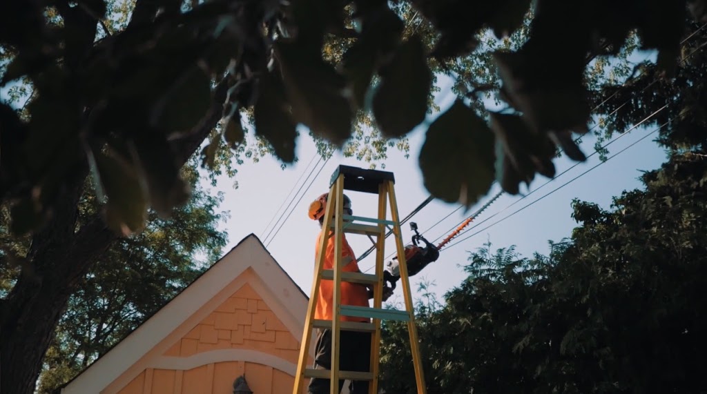 MapleGreen Tree Services | 58 Palmer Cir, Bolton, ON L7E 0A5, Canada | Phone: (416) 951-0487