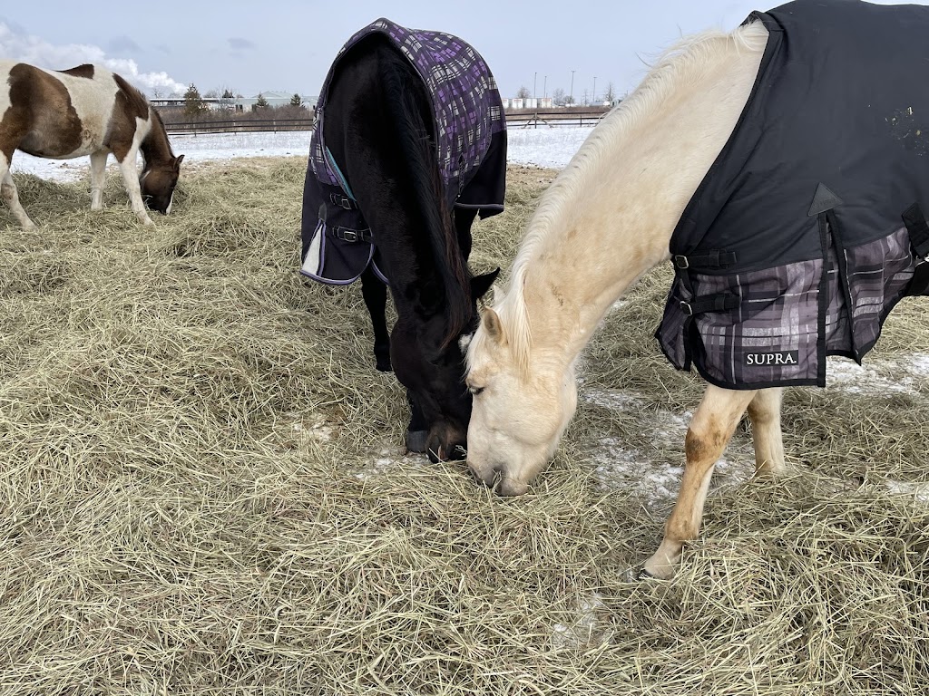 Flatt Ranch Boarding Facility | 2478 Smithville Rd, Smithville, ON L0R 2A0, Canada | Phone: (289) 209-8620