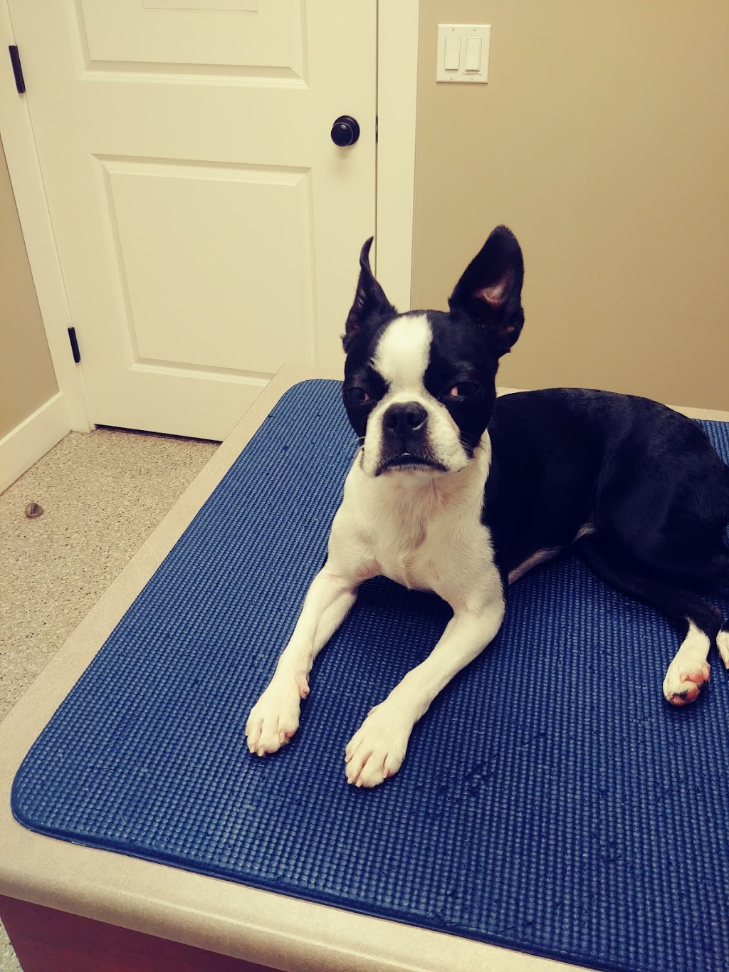 Head To Tail Veterinary Hospital | 102-22971 Dewdney Trunk Rd, Maple Ridge, BC V2X 3K8, Canada | Phone: (604) 466-7852