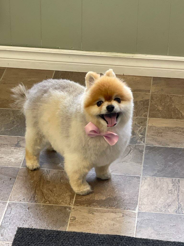 Fur-Get About It - Companion Animal Care | 708 1 Ave #697, Irricana, AB T0M 1B0, Canada | Phone: (587) 288-3822