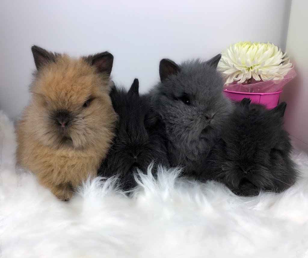 Clapier Lapinet Doucet Rabbitry | 547 Rue des Moraines, Québec, QC G3G 1G4, Canada | Phone: (418) 956-2463