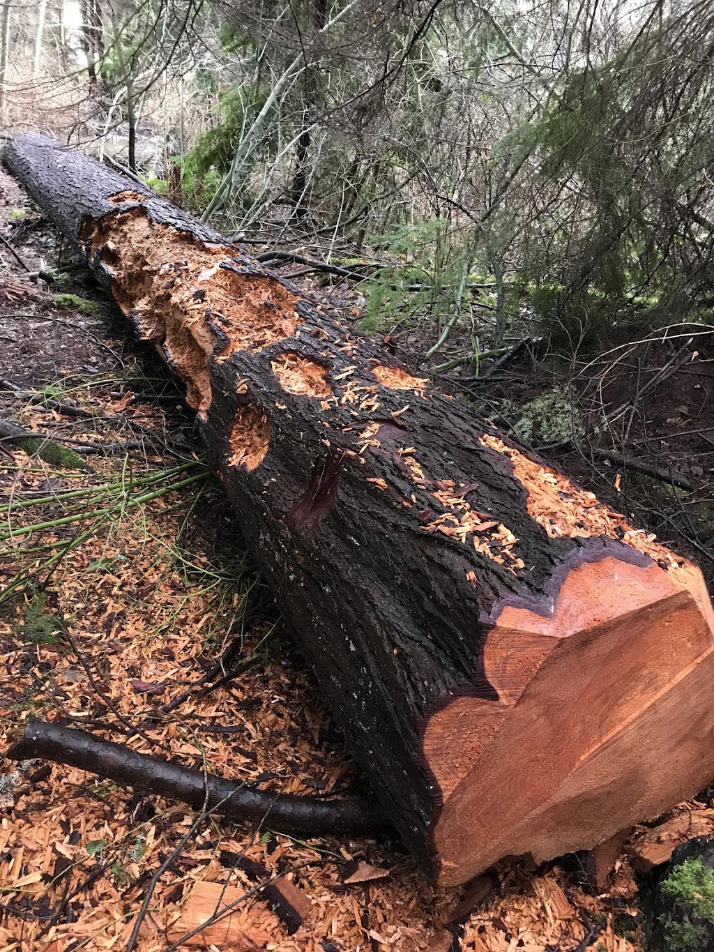 Hoy Creek Linear Park | Coquitlam, BC V3B 7C6, Canada | Phone: (604) 927-3000