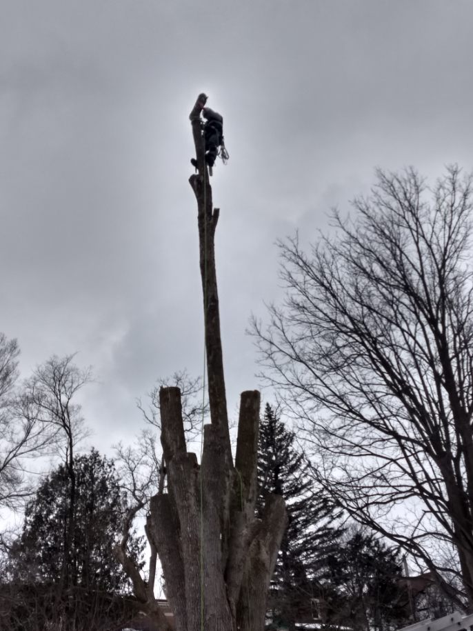 REDWAL Tree Service | 44 Riverview Dr, Omemee, ON K0L 2W0, Canada | Phone: (705) 768-2855