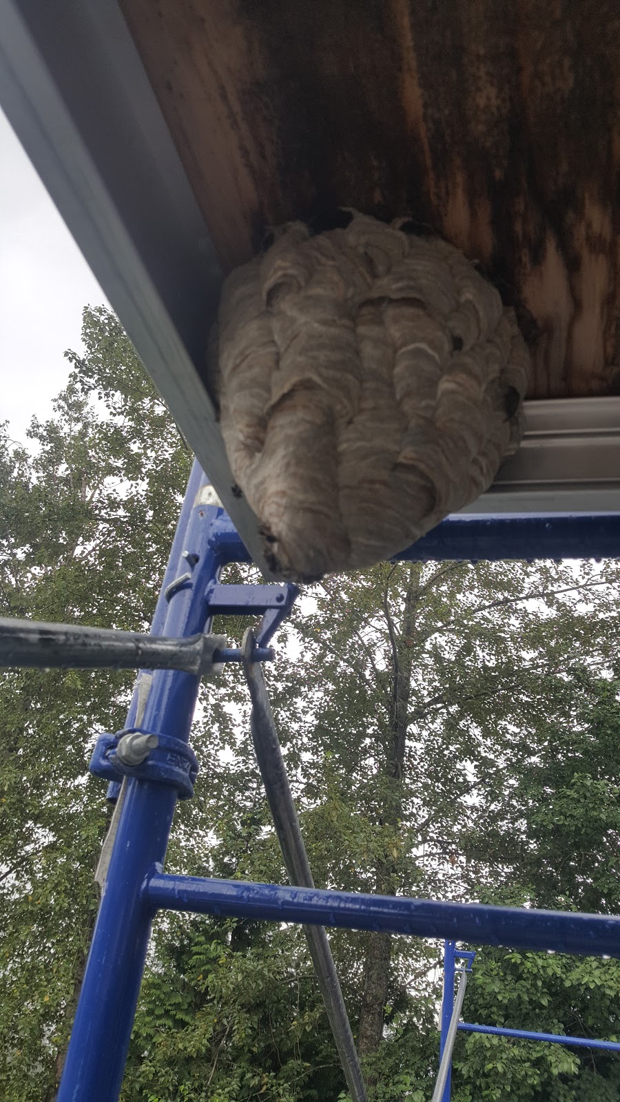 Solutions Pest Control | 6460 Toad Hollow, Whistler, BC V8E 0C5, Canada | Phone: (604) 905-0040