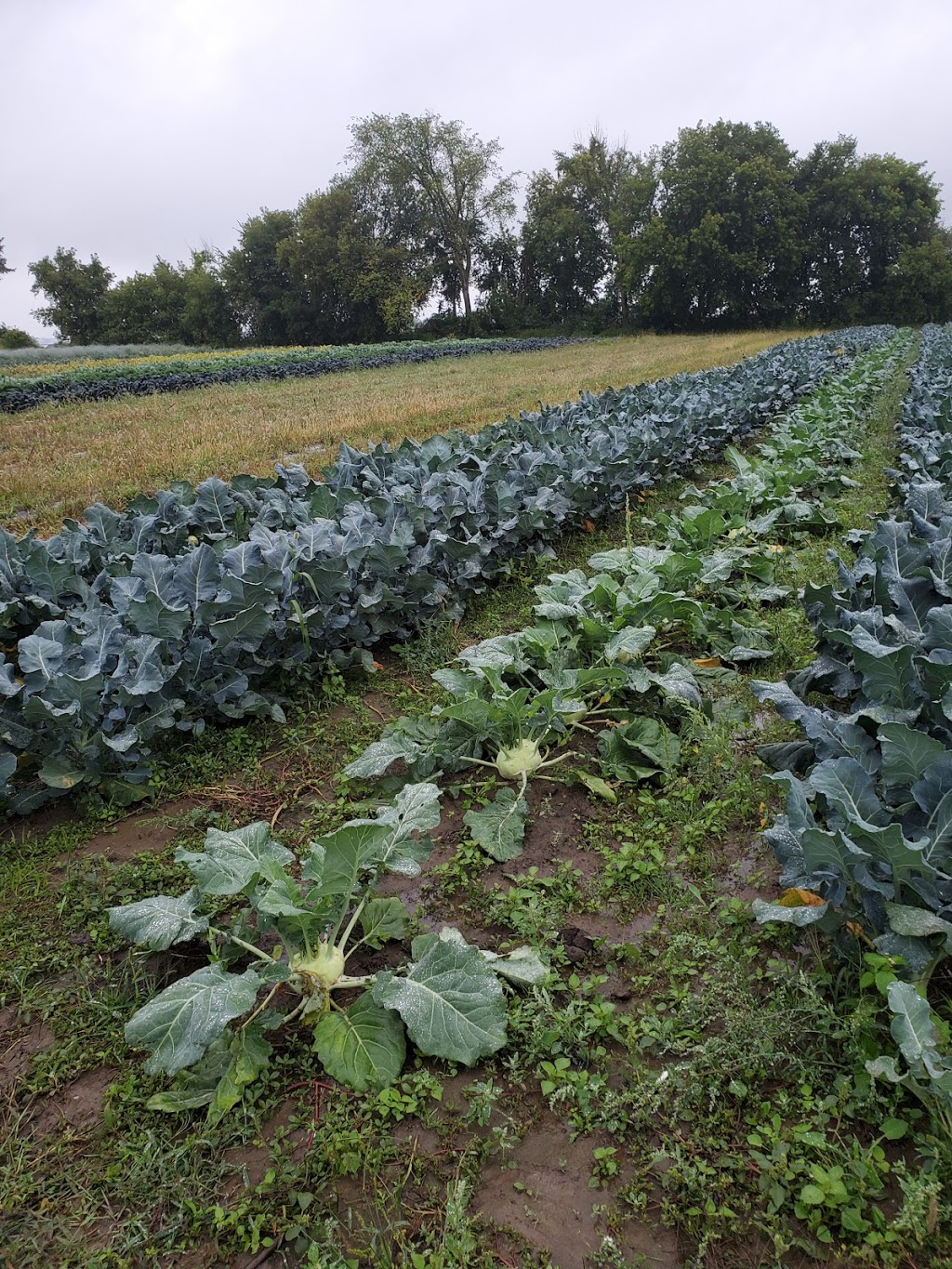 Rideau Pines Farm and Market | 5714 Fourth Line Rd, North Gower, ON K0A 2T0, Canada | Phone: (613) 489-3601