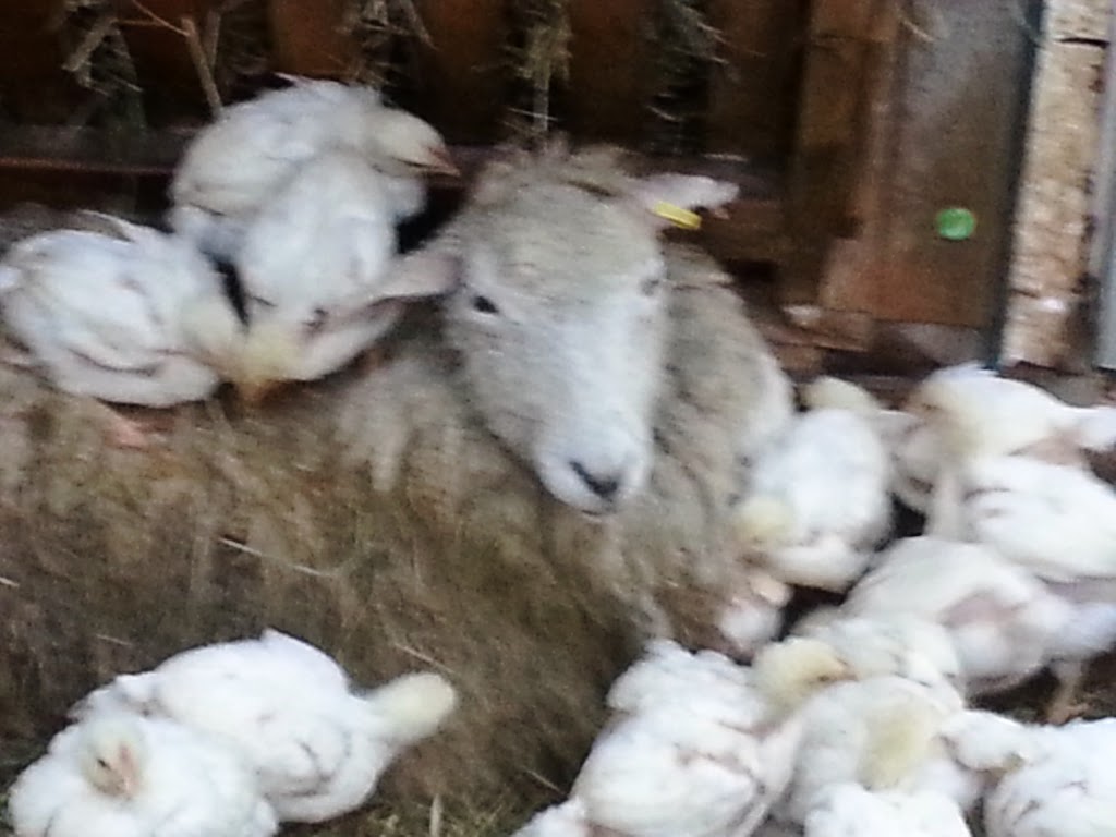 Blacks Bay Farm | 576 Fire Hall Rd, Providence Bay, ON P0P 1T0, Canada | Phone: (705) 377-4039