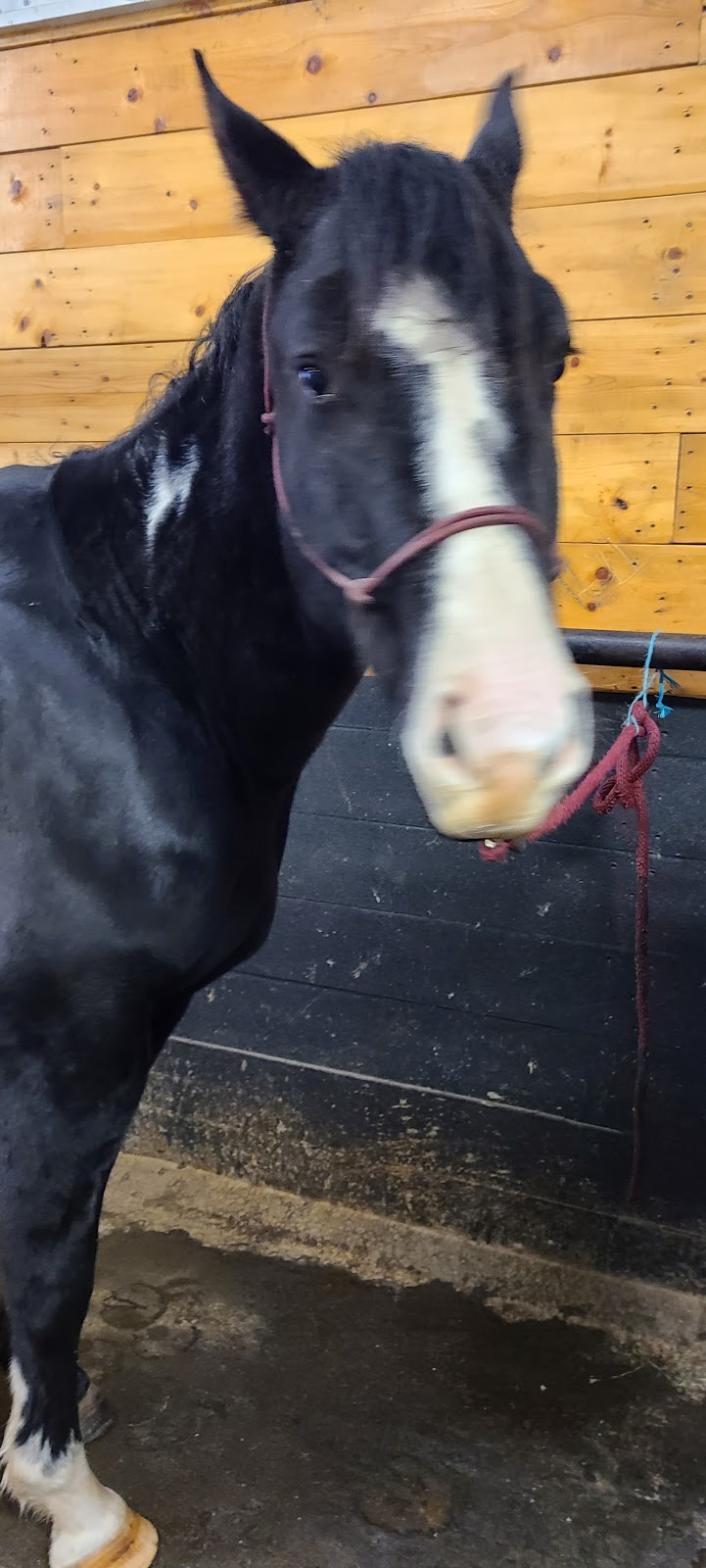 Coulee Equine Conditioning & Rehabilitation | Township Rd 334, Mountain View County, AB T0M 0K0, Canada | Phone: (403) 896-2077