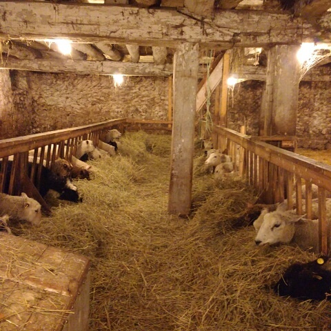 All Sorts Acre Farm, Home Of Happy Sheep Ice Cream | 1C0, ON-6, Ayton, ON N0G 1C0, Canada | Phone: (226) 203-2273