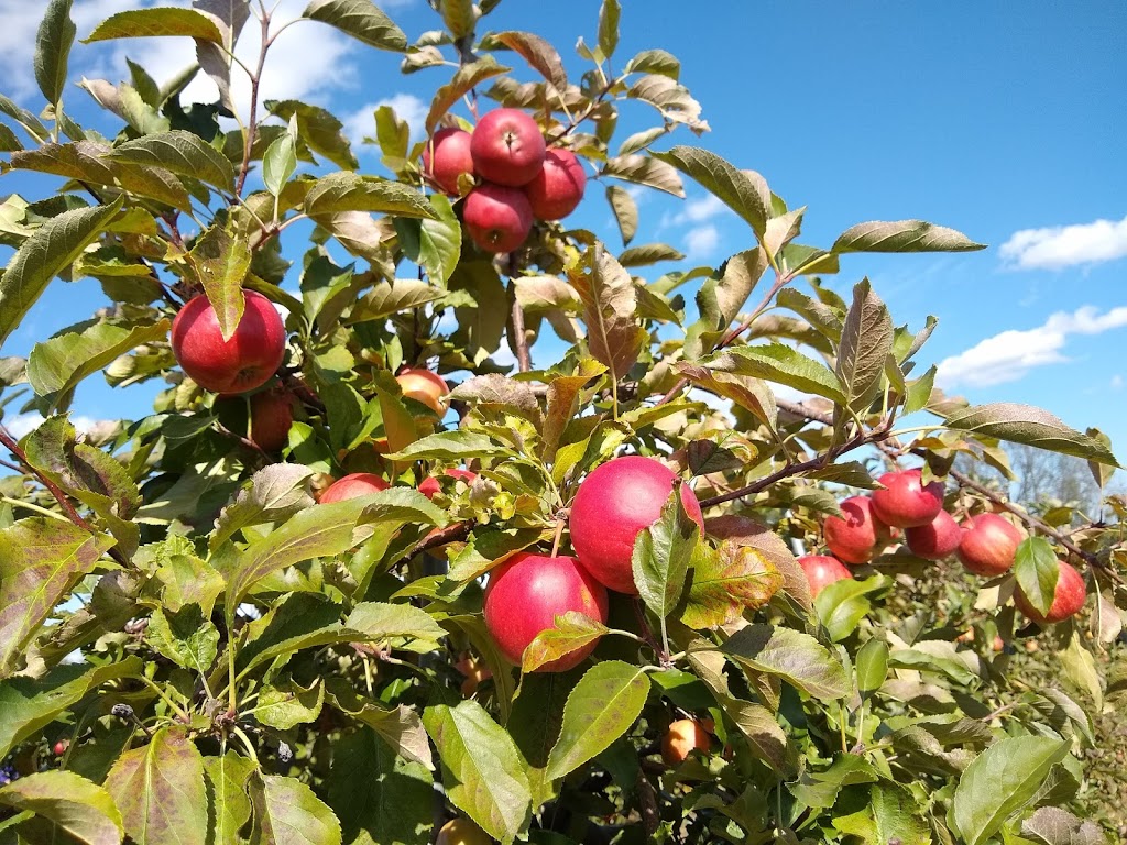 Brantview Apples And Cider | 225 Howell Rd, Saint George, ON N0E 1N0, Canada | Phone: (519) 448-1323