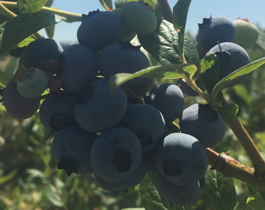 Pacific Northwest Berries and Bees | 13046 210 St, Maple Ridge, BC V4R 2R9, Canada | Phone: (778) 869-5885