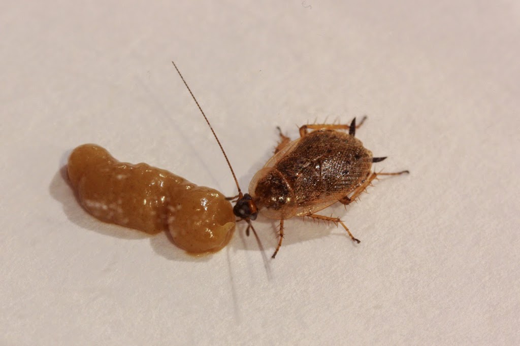 Quest Pest Management Inc. | 639 Dupont St, Toronto, ON M6G 1Z4, Canada | Phone: (416) 321-5060