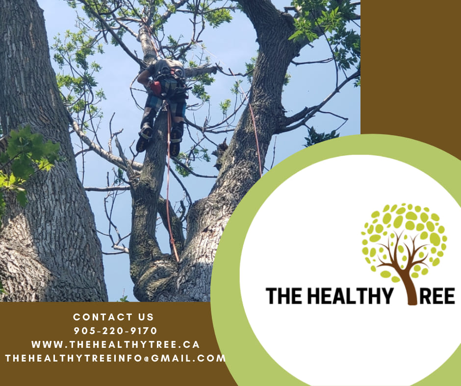 The Healthy Tree - Tree Removal | 514 John St, Dunnville, ON N1A 2R4, Canada | Phone: (905) 220-9170