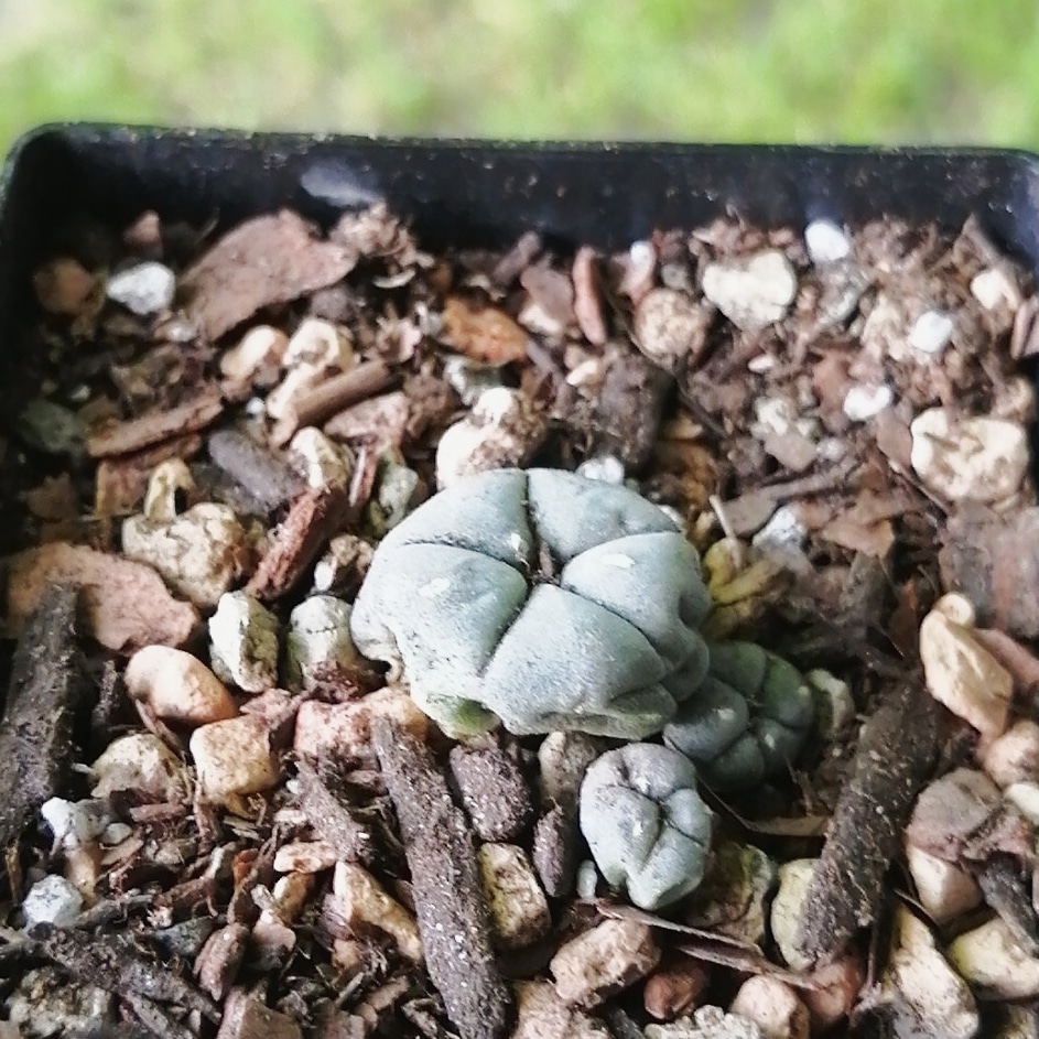 Sacred Spines Nursery & Apothecary | 26 E Front St, Stirling, ON K0K 3E0, Canada | Phone: (613) 921-2125