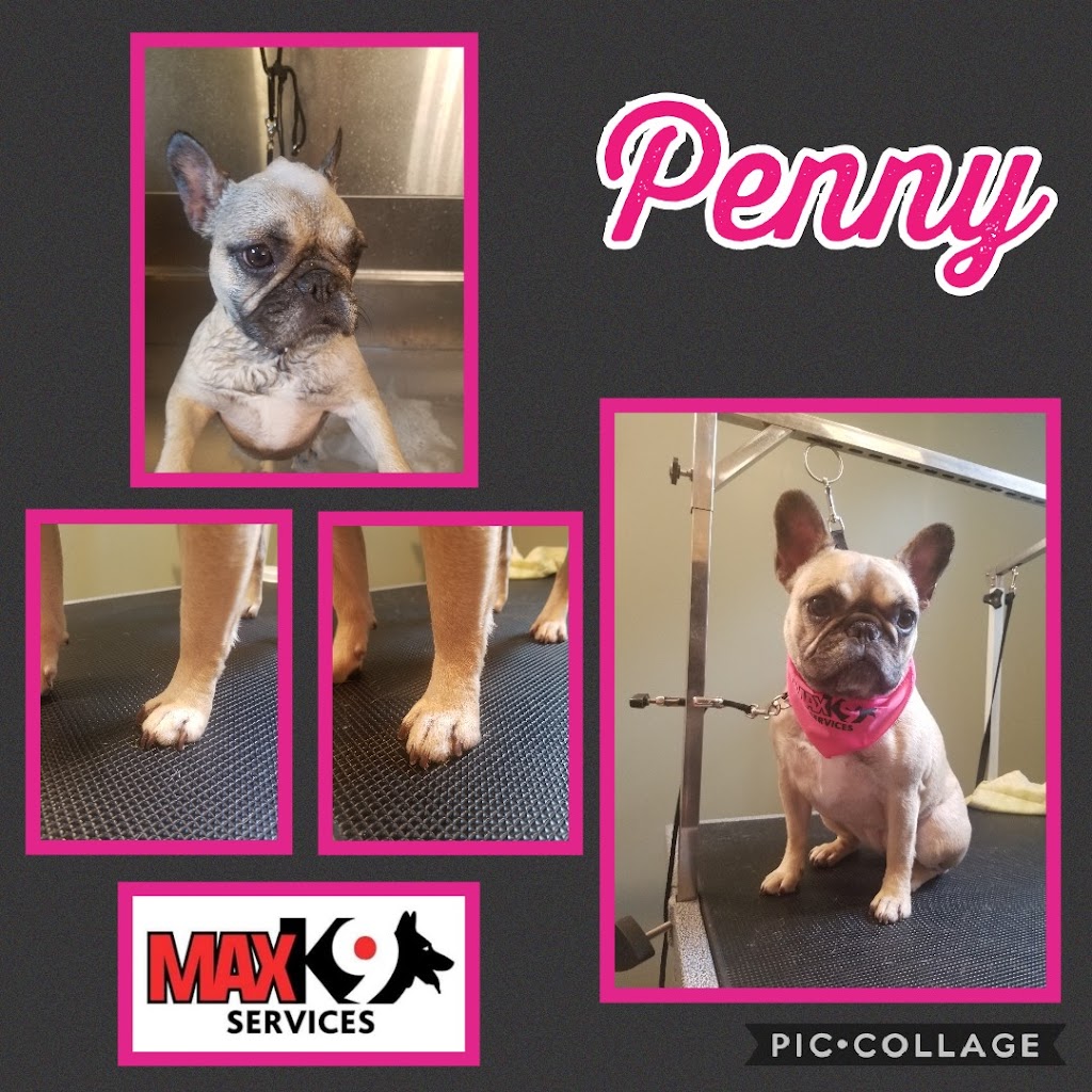 Max K9 Services | 7 Gillingham Cres, Prince Albert, SK S6X 0A5, Canada | Phone: (306) 940-8093