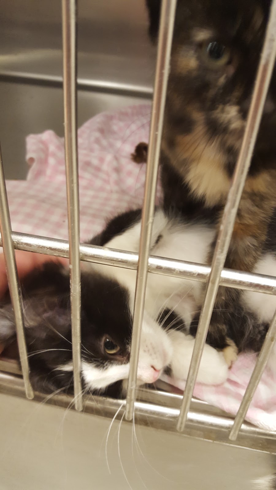 PetSmart | 285 Geneva St G5, St. Catharines, ON L2N 2E9, Canada | Phone: (905) 378-0500