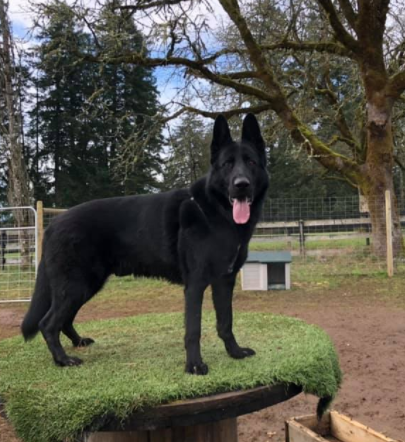 Cedar Ridge Canine | 2521 Townend Rd, Duncan, BC V9L 4L4, Canada | Phone: (250) 710-7525