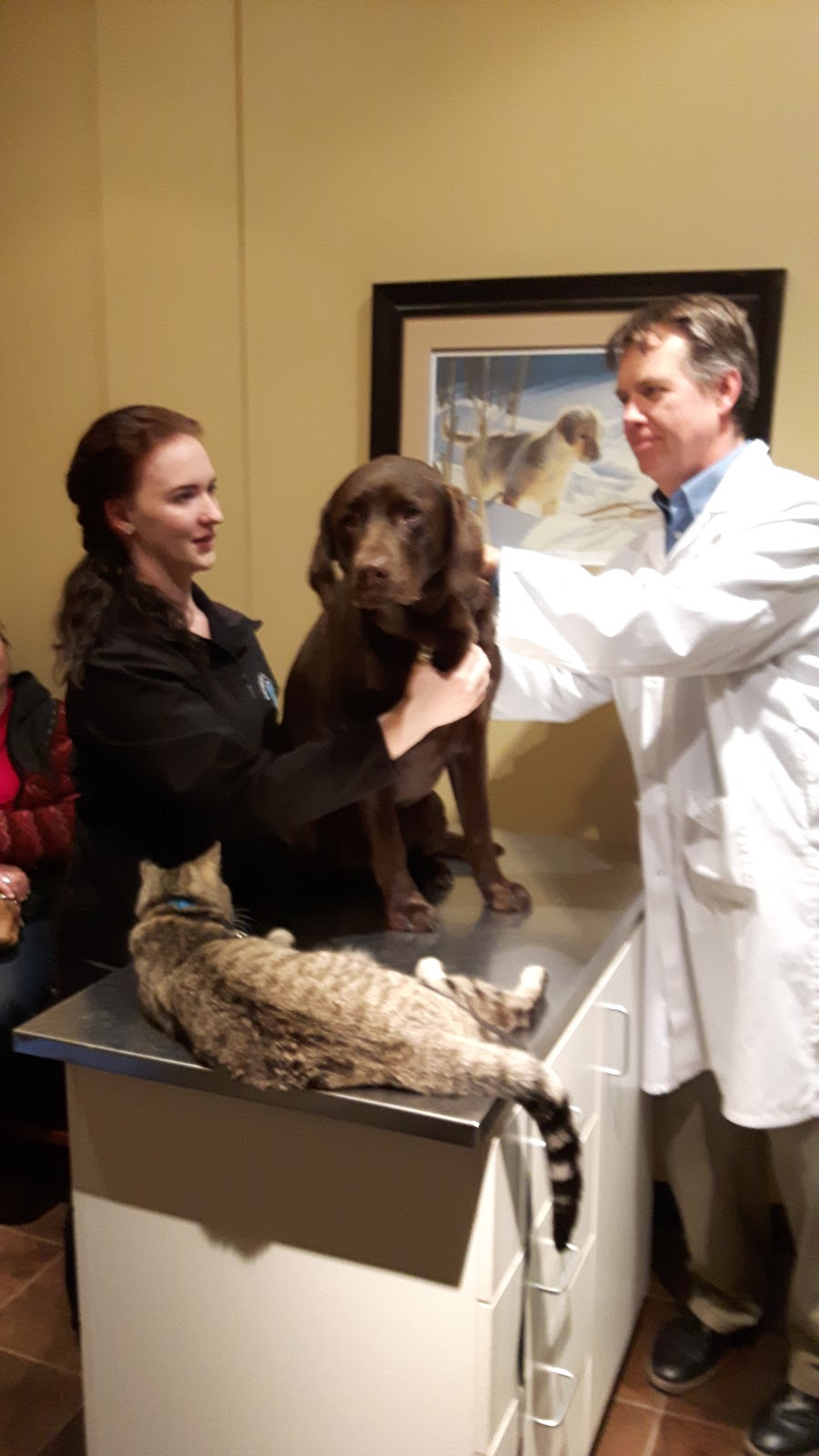 Muskoka Animal Hospital | 96 Hanes Rd #2, Huntsville, ON P1H 2P6, Canada | Phone: (705) 789-7979