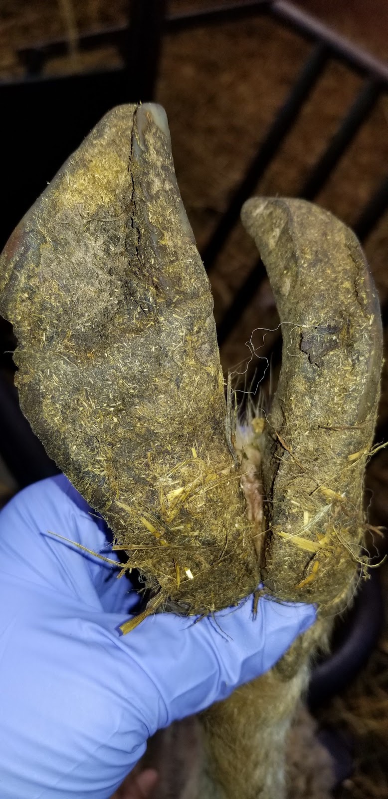 Bizarre Beasts Hoof Trimming | 458 Cambray Rd, Cambray, ON K0M 1E0, Canada | Phone: (705) 340-1869