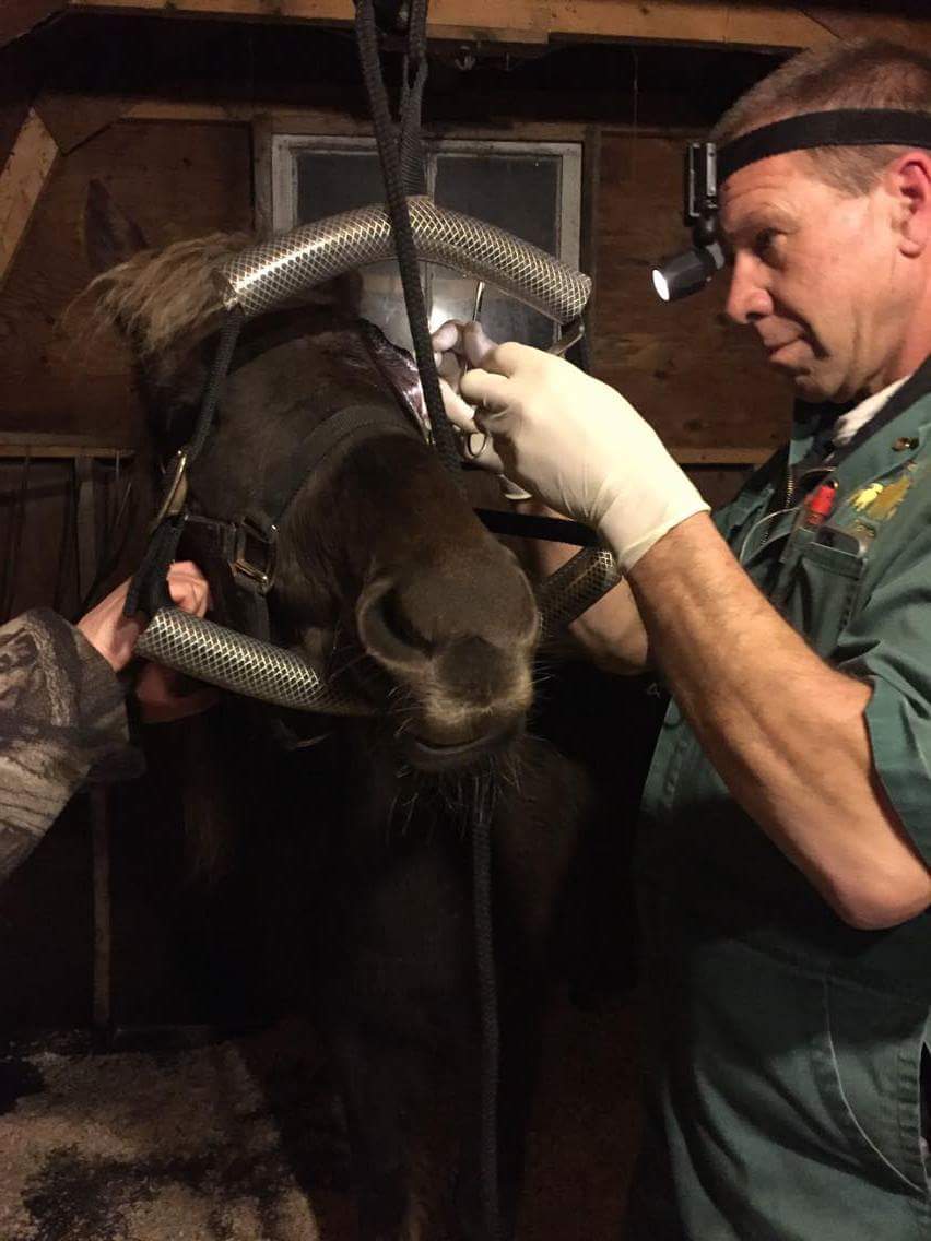 Middleton Veterinary Svc | 1163 Brooklyn Rd, Middleton, NS B0S 1P0, Canada | Phone: (902) 825-3459