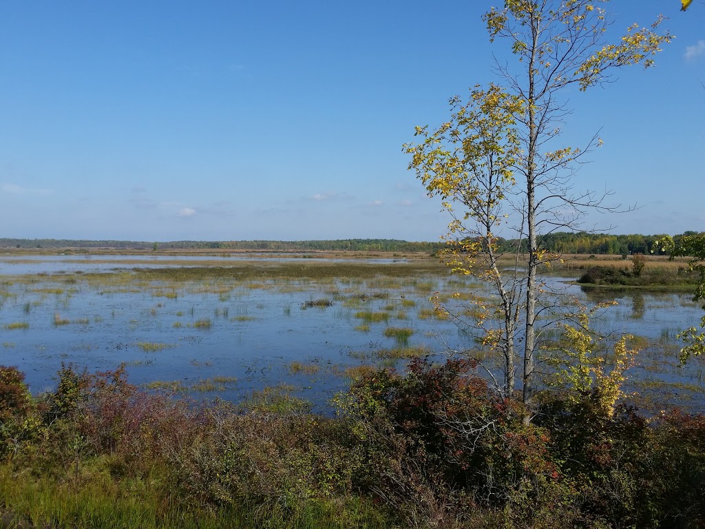 Tiny Marsh Provincial Wildlife Area | 500 Tiny Flos Townline, Elmvale, ON L0L 1P0, Canada | Phone: (705) 322-2200
