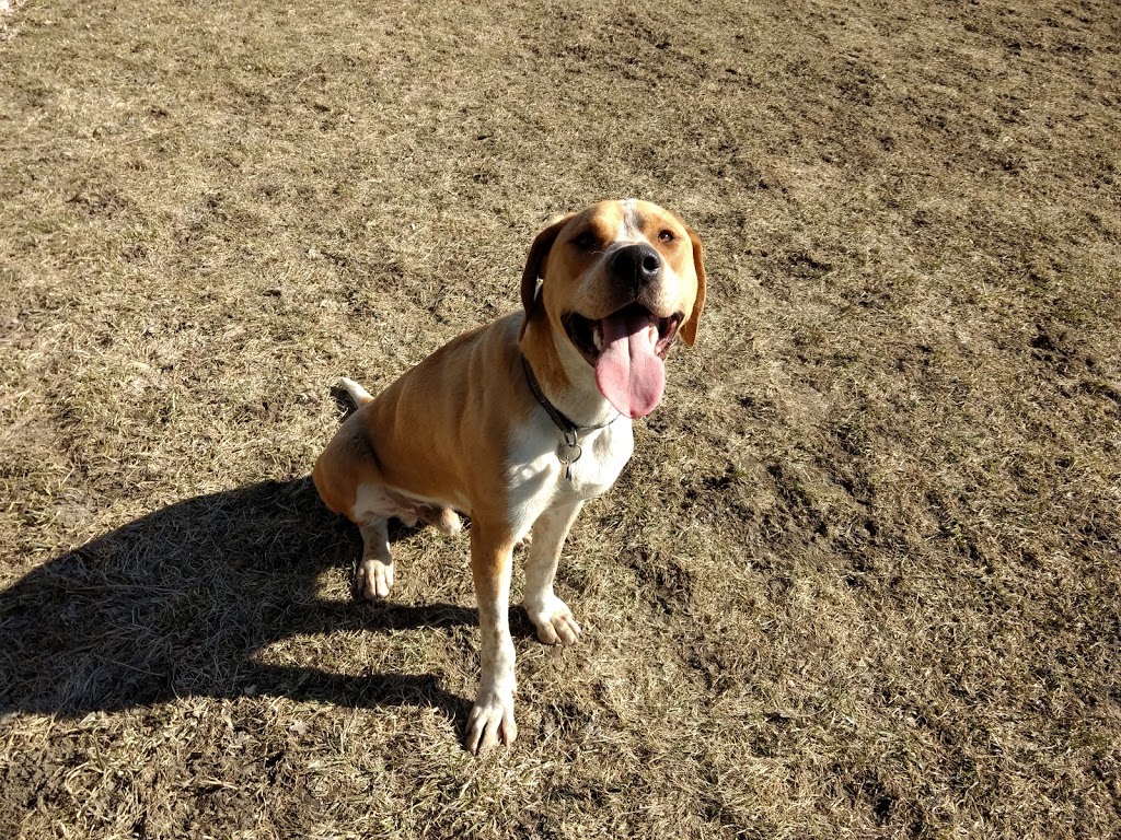 Carolines Dog Training | Barrhaven, Ottawa, ON K2J 3V2, Canada | Phone: (343) 540-9973
