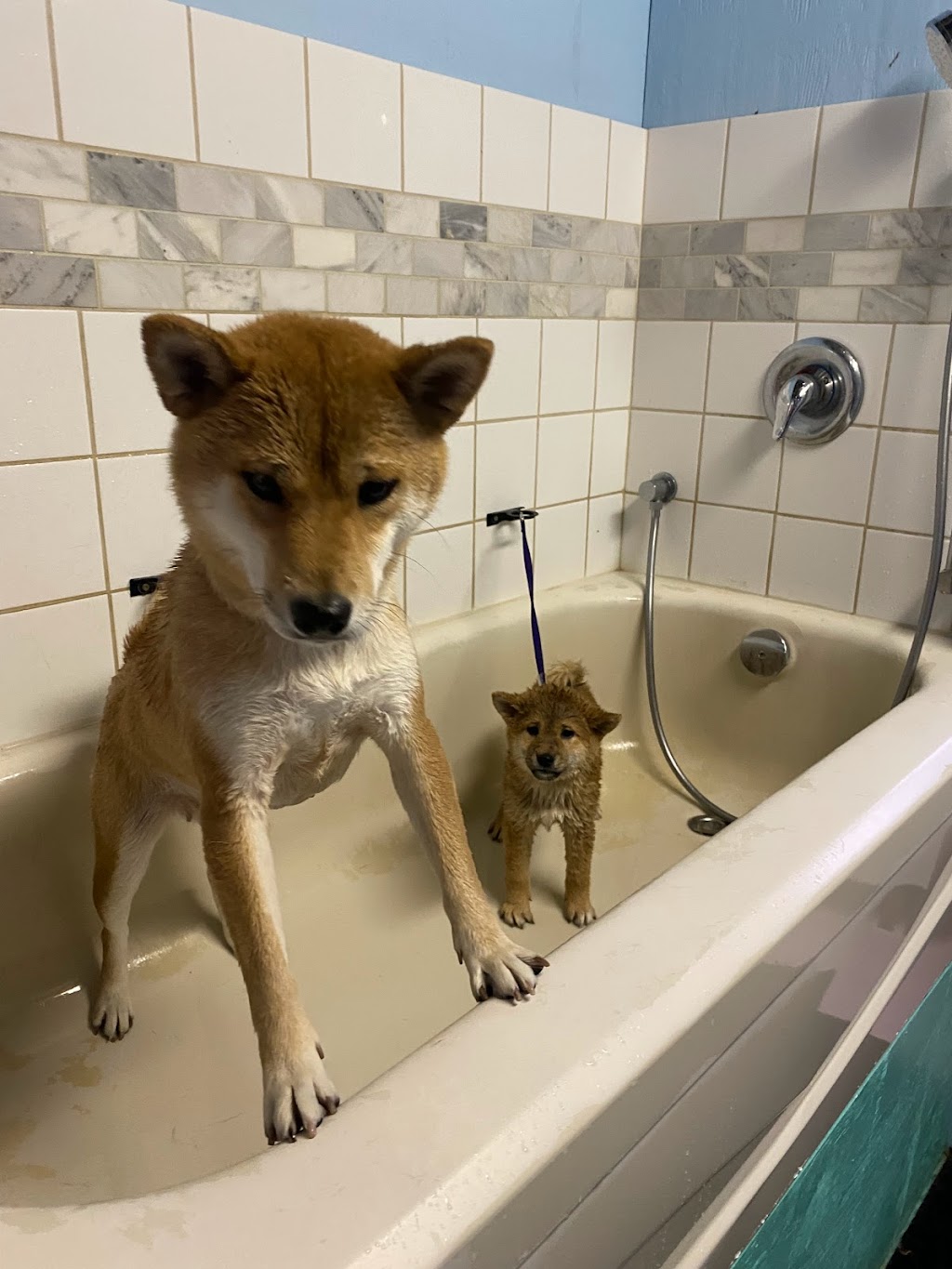 Topaws Grooming | 5302 Koksilah Rd, Duncan, BC V9L 6V3, Canada | Phone: (778) 455-2021