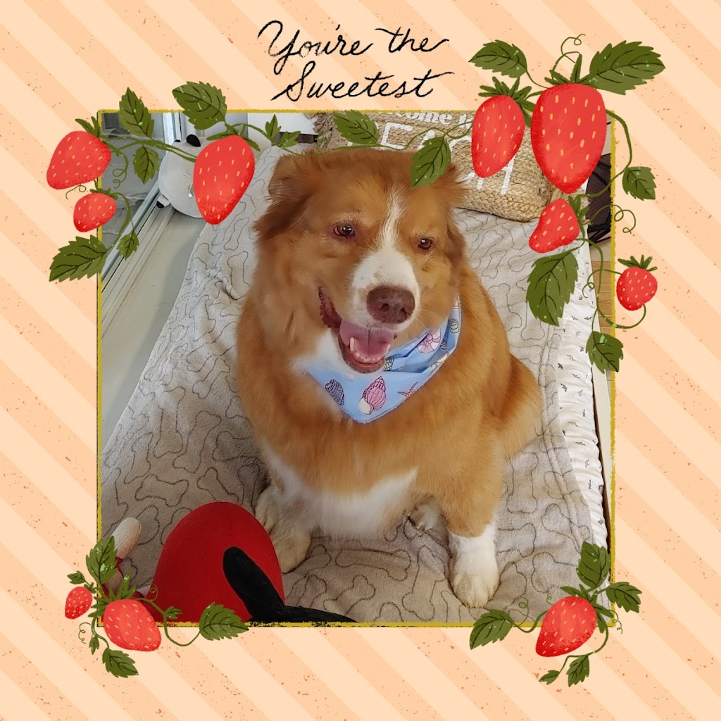 Paws In The Sand Dog Grooming | 15505 Marine Dr #104, White Rock, BC V4B 1C9, Canada | Phone: (604) 825-0063